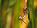 39 - Dragonfly love - GUZEL SERDAL - turkey